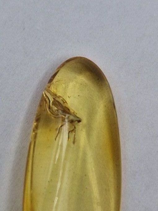 Pendentif en ambre avec insecte fossilisé